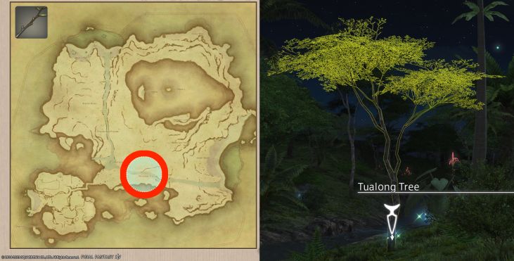 Map Location of Island Branches and picture of Tualong Tree