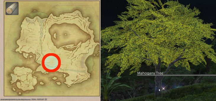 Map Location of Island Log and picture of Mahogany Tree