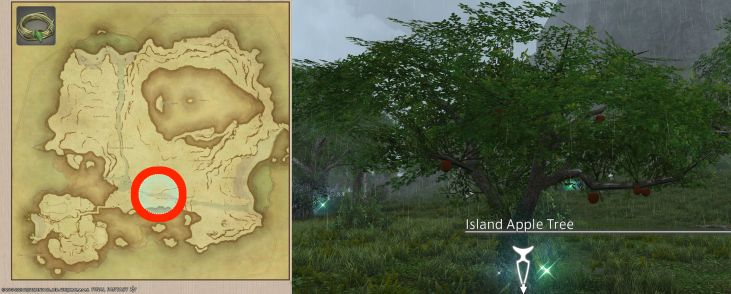 Map Location of Island Vines and picture of Island Apple Tree