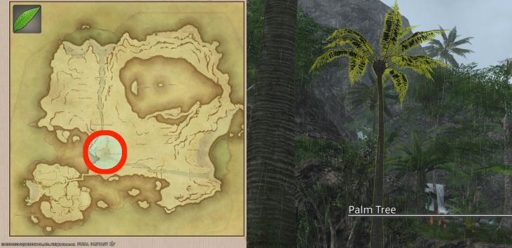 Map Location of Palm Leaves and picture of Palm Tree