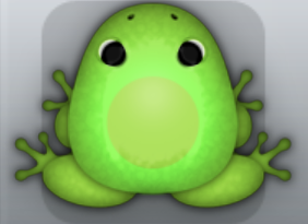 Green Muscus Lunaris Frog from Pocket Frogs