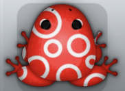 Red Albeo Gyrus Frog from Pocket Frogs