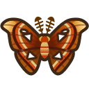 Atlas Moth