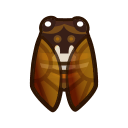 Brown Cicada