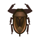 Giant Water Bug