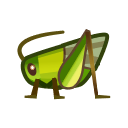 Grasshopper