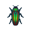 Jewel Beetle