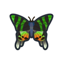 Madagascan Sunset Moth