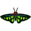 Rajah Brooke's Birdwing