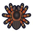 Tarantula