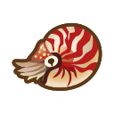 Chambered nautilus