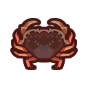 Dungeness crab