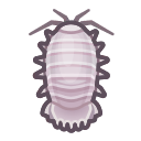 Giant isopod