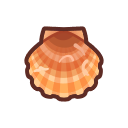 Scallop