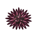 Sea urchin