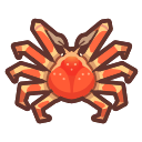 Spider crab