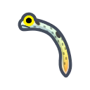 Spotted garden eel