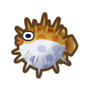 Puffer Fish