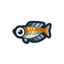 Rainbowfish