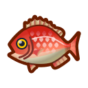 Red Snapper