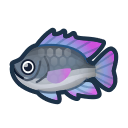 Tilapia