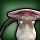 A picture of a Funguar from Island Sanctuary in Final Fantasy XIV