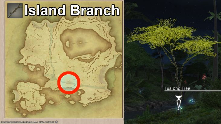Map Location of Island Branches and picture of Tualong Tree