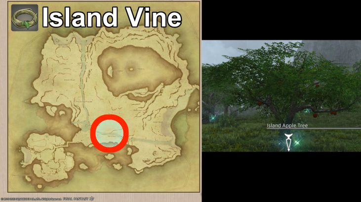 Map Location of Island Vines and picture of Island Apple Tree