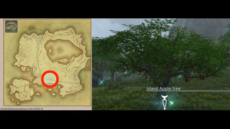 Map Location of Island Vines and picture of Island Apple Tree