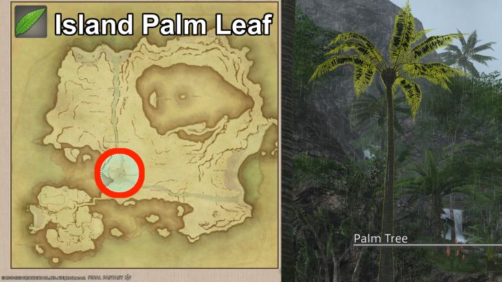 Map Location of Palm Leaves and picture of Palm Tree