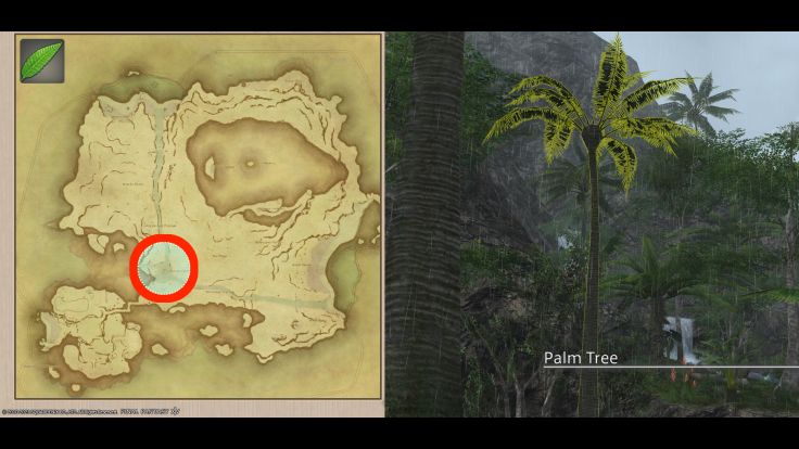 Map Location of Palm Leaves and picture of Palm Tree