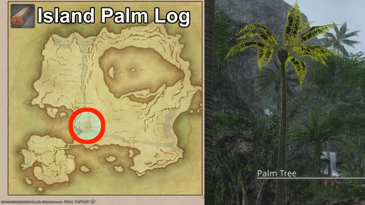 Map Location of Palm Logs and picture of Palm Tree