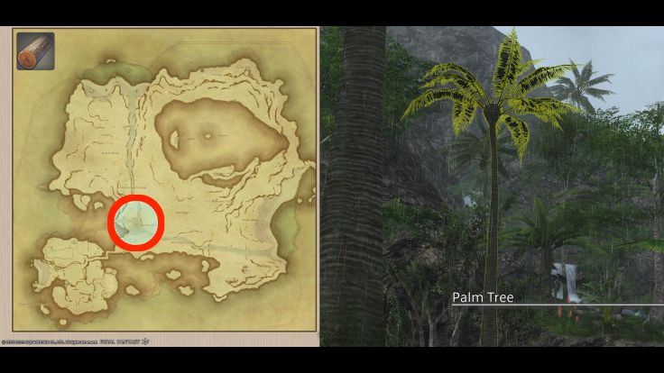 Map Location of Palm Logs and picture of Palm Tree