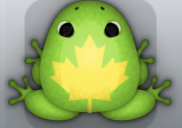 Green Aurum Aceris Frog from Pocket Frogs