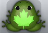 Olive Muscus Aceris Frog from Pocket Frogs