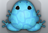 Azure Callaina Africanus Frog from Pocket Frogs