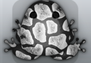 Black Albeo Africanus Frog from Pocket Frogs