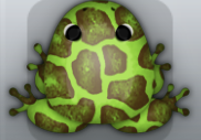 Green Bruna Africanus Frog from Pocket Frogs