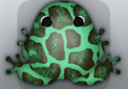 Marine Cafea Africanus Frog from Pocket Frogs