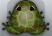 Olive Bruna Africanus Frog from Pocket Frogs