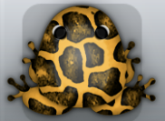 Orange Picea Africanus Frog from Pocket Frogs