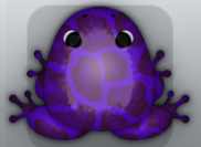 Purple Pruni Africanus Frog from Pocket Frogs