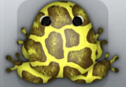 Yellow Bruna Africanus Frog from Pocket Frogs