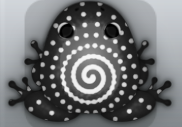 Black Albeo Amfractus Frog from Pocket Frogs