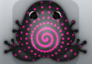 Black Floris Amfractus Frog from Pocket Frogs