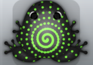 Black Muscus Amfractus Frog from Pocket Frogs