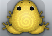 Golden Aurum Amfractus Frog from Pocket Frogs