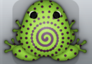 Green Pruni Amfractus Frog from Pocket Frogs