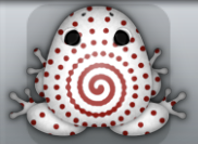 White Tingo Amfractus Frog from Pocket Frogs