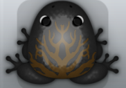 Black Bruna Arbor Frog from Pocket Frogs